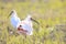 Japanese crested ibis at Sado island, Japan