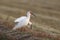 Japanese crested ibis at Sado island, Japan