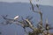 Japanese crested ibis at Sado island, Japan