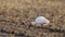 Japanese crested ibis at Sado island, Japan