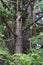 Japanese cypress Hinoki cypress