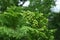 Japanese cypress ( Hinoki cypress ) Leaves and unripe cones.