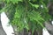 Japanese cypress ( Hinoki cypress ) Leaves and unripe cones.