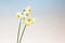 Japanese daffodilas in a blue gradation background