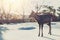 Japanese Deer in Nara Park in the Nara city