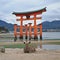 Japanese deer and red sacred Miyajima gate in Hiroshima Japan