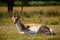 Japanese deer sleepeng on a meadow