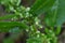 Japanese dock ( Rumex japonicus ) fruits. Polygonaceae perennial plants.