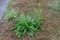 Japanese dock ( Rumex japonicus ) fruits. Polygonaceae perennial plants.