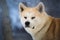 Japanese Dog Akita Inu in the winter forest