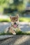 Japanese dog of japanese breed inu running fast in a green field. Beautiful Red baby Shiba Inu Dog Outdoor