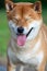 Japanese dog red color Shiba Inu smiles and closed his eyes. The concept of humor