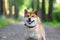 Japanese dog red color Shiba Inu stands on the road and smiles. The concept of long road