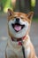 Japanese dog red color Shiba Inu stands on the road, smiling and closed his eyes