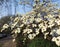 Japanese dogwood, Cornus cousa, during flowering