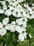 Japanese dogwood or Cornus kousa branch flowering.