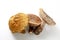 Japanese edible natural mushrooms