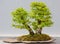 Japanese Evergreen Bonsai on Display