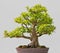 Japanese Evergreen Bonsai on Display