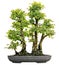 Japanese Evergreen Bonsai on Display Isolated