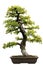 Japanese Evergreen Bonsai at Isolated