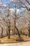 Japanese families enjoying Cherry blossoms of Asukayama in Tokyo.