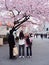 Japanese family enjoying cherry blossoms