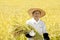 Japanese farmer harvesting rice