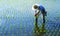 Japanese Farmer Tending The Rice Paddy