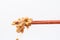 Japanese fermented natto beans on wooden chopsticks on white background.