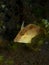 Japanese filefish 01