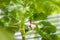 Japanese finch bird with brown and white feathers sits on a flower.