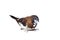 Japanese finch bird with brown and white feathers sits isolated on a white.