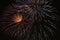 Japanese fireworks background