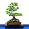 Japanese five finger pine Pinus parviflora conifer as Bonsai t