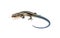 Japanese five-lined skink on White Background