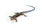 Japanese five-lined skink on White Background