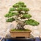 Japanese five needle pine (Pinus parvifolia) as bonsai tree