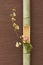 Japanese flower arrangement in bamboo