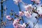 Japanese Flowering Cherries branches, light pale pink white double flowers in in bloom on branches without leaves, blue sky