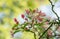 Japanese flowering crabapple, Malus floribunda, inflorescence