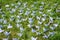 Japanese folded Origami cranes on fresh grass. Hundreds handmade paper birds on green field with copy space. 1000