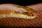 Japanese forest rat snake / Euprepiophis conspicillatus