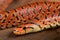 Japanese forest snake / Euprepiophis conspicillatus