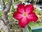 Japanese frangipani or adenium (Adenium obesum) Red flower.