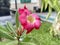 Japanese frangipani or adenium (Adenium obesum) Red flower.