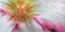 Japanese frangipani flower zoom