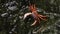Japanese Freshwater Crab