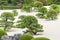 Japanese garden, adachi. Coniferous trees