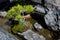 Japanese garden with bonsai